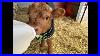 Junod_Acres_Going_Live_Our_Highland_Calf_Has_A_Name_01_iy